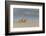 Ghost - Sand Crab (Ocypode Cursor) on Beach, Dalyan Delta, Turkey, August 2009-Zankl-Framed Photographic Print