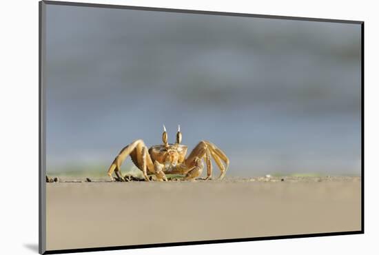 Ghost - Sand Crab (Ocypode Cursor) on Beach, Dalyan Delta, Turkey, August 2009-Zankl-Mounted Photographic Print