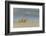 Ghost - Sand Crab (Ocypode Cursor) on Beach, Dalyan Delta, Turkey, August 2009-Zankl-Framed Photographic Print