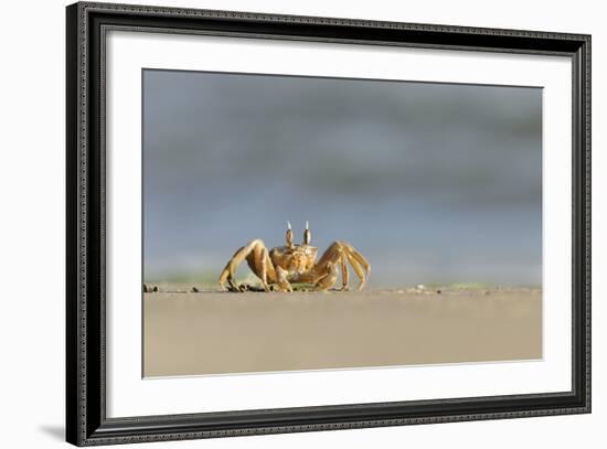 Ghost - Sand Crab (Ocypode Cursor) on Beach, Dalyan Delta, Turkey, August 2009-Zankl-Framed Photographic Print