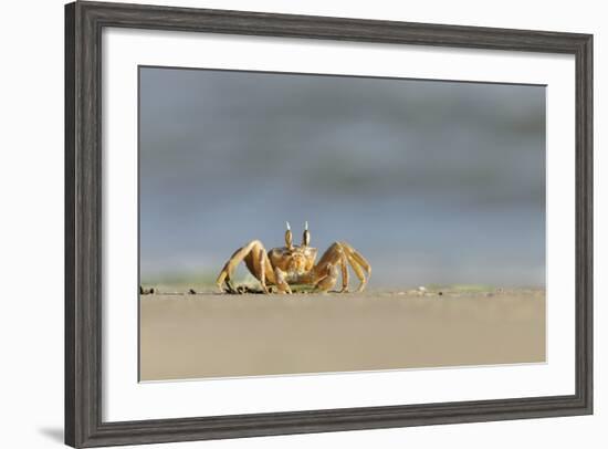 Ghost - Sand Crab (Ocypode Cursor) on Beach, Dalyan Delta, Turkey, August 2009-Zankl-Framed Photographic Print