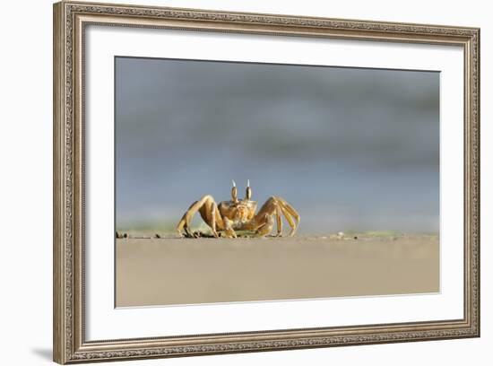 Ghost - Sand Crab (Ocypode Cursor) on Beach, Dalyan Delta, Turkey, August 2009-Zankl-Framed Photographic Print