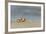 Ghost - Sand Crab (Ocypode Cursor) on Beach, Dalyan Delta, Turkey, August 2009-Zankl-Framed Photographic Print