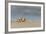 Ghost - Sand Crab (Ocypode Cursor) on Beach, Dalyan Delta, Turkey, August 2009-Zankl-Framed Photographic Print