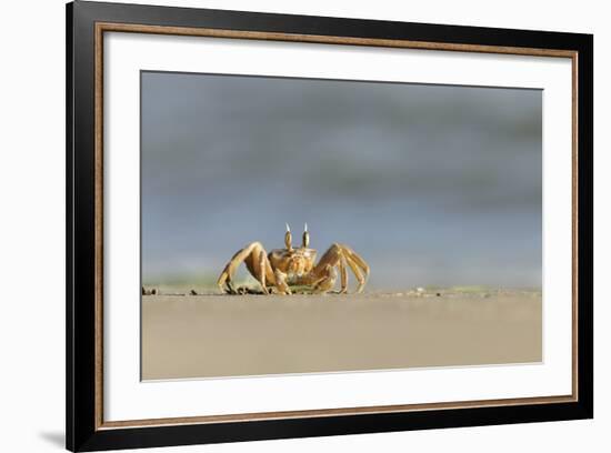 Ghost - Sand Crab (Ocypode Cursor) on Beach, Dalyan Delta, Turkey, August 2009-Zankl-Framed Photographic Print