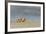 Ghost - Sand Crab (Ocypode Cursor) on Beach, Dalyan Delta, Turkey, August 2009-Zankl-Framed Photographic Print