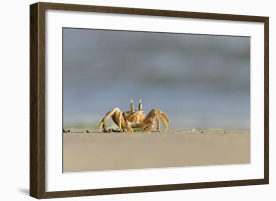 Ghost - Sand Crab (Ocypode Cursor) on Beach, Dalyan Delta, Turkey, August 2009-Zankl-Framed Photographic Print