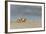 Ghost - Sand Crab (Ocypode Cursor) on Beach, Dalyan Delta, Turkey, August 2009-Zankl-Framed Photographic Print