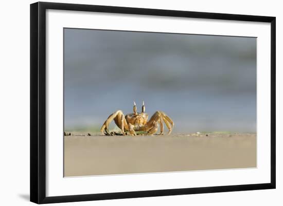 Ghost - Sand Crab (Ocypode Cursor) on Beach, Dalyan Delta, Turkey, August 2009-Zankl-Framed Photographic Print