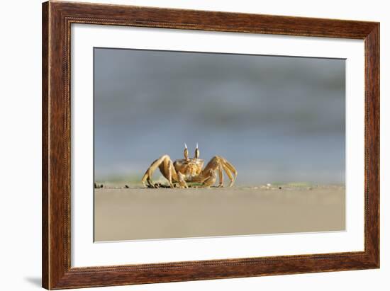 Ghost - Sand Crab (Ocypode Cursor) on Beach, Dalyan Delta, Turkey, August 2009-Zankl-Framed Photographic Print