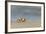 Ghost - Sand Crab (Ocypode Cursor) on Beach, Dalyan Delta, Turkey, August 2009-Zankl-Framed Photographic Print