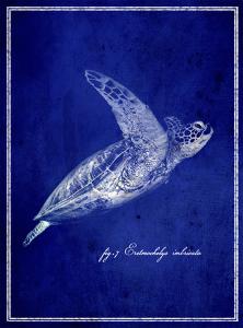 Marine Collection B by GI ArtLab