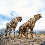 Cheetah-Gi0572-Mounted Photographic Print