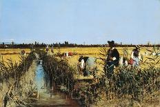 Harvesting Rice in Low Lands of Verona, 1877-Giacomo Favretto-Giclee Print