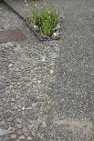 Flowerbed in the concrete-Gianna Schade-Photographic Print