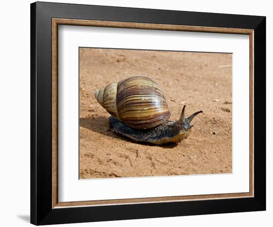 Giant African Land Snail, Tanzania-Charles Sleicher-Framed Photographic Print