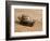 Giant African Land Snail, Tanzania-Charles Sleicher-Framed Photographic Print