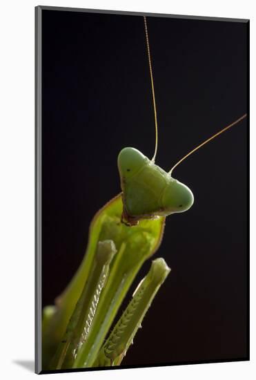 Giant African mantis (Sphodromantis viridis) portrait, captive, occurs in West Africa-Edwin Giesbers-Mounted Photographic Print