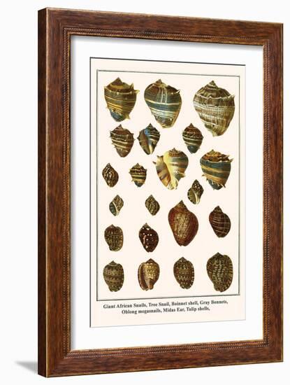 Giant African Snails, Tree Snail, Boinnet Shell, Gray Bonnets, Oblong Megasnails, Midas Ear, etc.-Albertus Seba-Framed Art Print