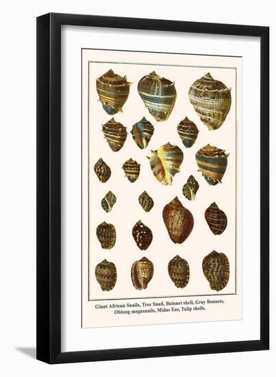 Giant African Snails, Tree Snail, Boinnet Shell, Gray Bonnets, Oblong Megasnails, Midas Ear, etc.-Albertus Seba-Framed Art Print