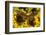 Giant African Swallowtail Butterfly, Papilio Antimachus-Darrell Gulin-Framed Photographic Print