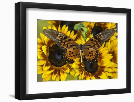 Giant African Swallowtail Butterfly, Papilio Antimachus-Darrell Gulin-Framed Photographic Print