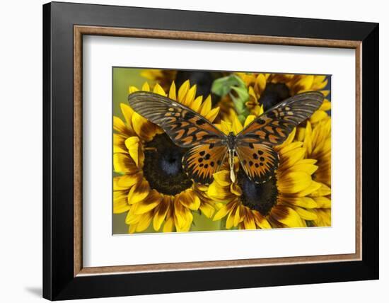 Giant African Swallowtail Butterfly, Papilio Antimachus-Darrell Gulin-Framed Photographic Print