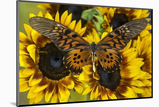 Giant African Swallowtail Butterfly, Papilio Antimachus-Darrell Gulin-Mounted Photographic Print