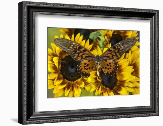 Giant African Swallowtail Butterfly, Papilio Antimachus-Darrell Gulin-Framed Photographic Print