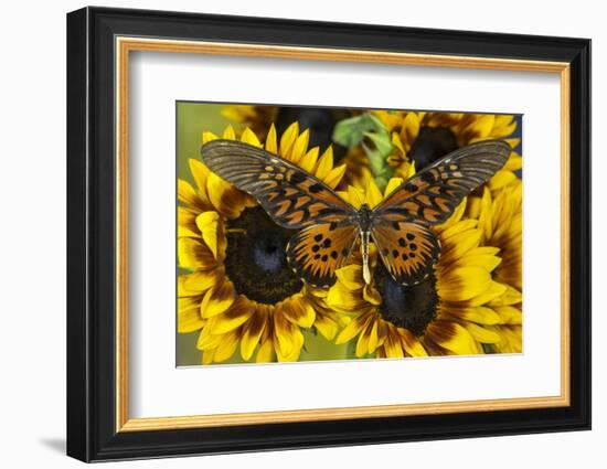 Giant African Swallowtail Butterfly, Papilio Antimachus-Darrell Gulin-Framed Photographic Print