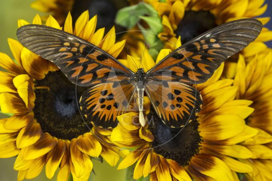 Sưu tập Bộ cánh vẩy 2 - Page 61 Giant-african-swallowtail-butterfly-papilio-antimachus_u-l-pyqpkk0