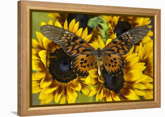 Giant African Swallowtail Butterfly, Papilio Antimachus-Darrell Gulin-Framed Premier Image Canvas