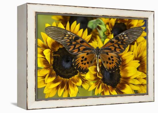 Giant African Swallowtail Butterfly, Papilio Antimachus-Darrell Gulin-Framed Premier Image Canvas