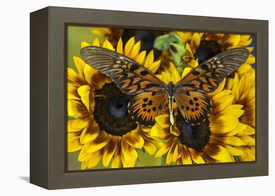 Giant African Swallowtail Butterfly, Papilio Antimachus-Darrell Gulin-Framed Premier Image Canvas