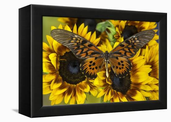 Giant African Swallowtail Butterfly, Papilio Antimachus-Darrell Gulin-Framed Premier Image Canvas