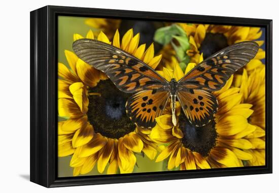 Giant African Swallowtail Butterfly, Papilio Antimachus-Darrell Gulin-Framed Premier Image Canvas
