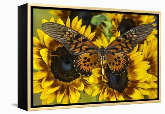 Giant African Swallowtail Butterfly, Papilio Antimachus-Darrell Gulin-Framed Premier Image Canvas