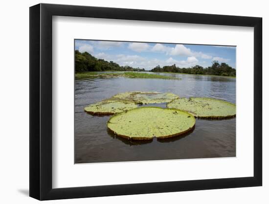 Giant Amazon Lily Pads, Valeria River, Boca Da Valeria, Amazon, Brazil-Cindy Miller Hopkins-Framed Photographic Print