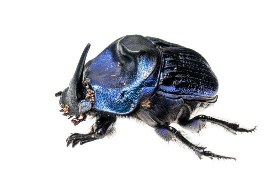 giant amazon scarab beetle coprophanaeus lancifer with phoretic mites iwokrama guyana by andrew snyder