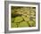 Giant Amazon Water Lily, Savannah Rupununi, Guyana-Pete Oxford-Framed Photographic Print