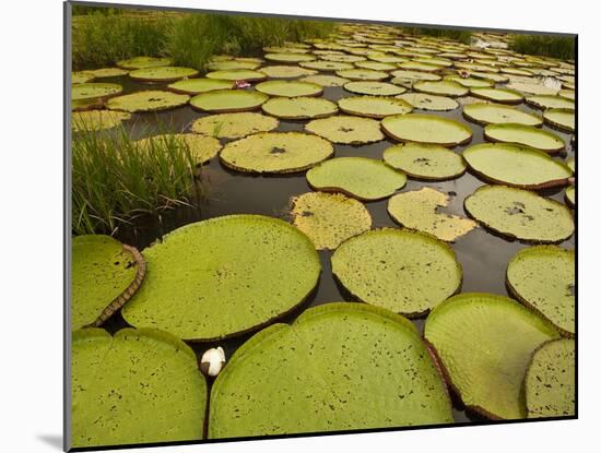 Giant Amazon Water Lily, Savannah Rupununi, Guyana-Pete Oxford-Mounted Photographic Print