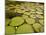 Giant Amazon Water Lily, Savannah Rupununi, Guyana-Pete Oxford-Mounted Photographic Print