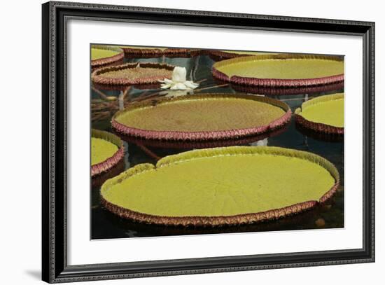 Giant Amazonian Water Lilies, Minneapolis, Minnesota-Adam Jones-Framed Photographic Print