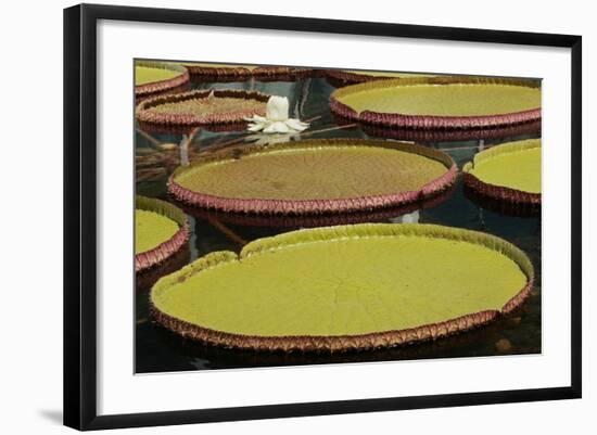 Giant Amazonian Water Lilies, Minneapolis, Minnesota-Adam Jones-Framed Photographic Print