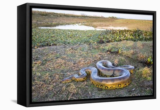 Giant Anaconda (Eunectes Murinus) Hato El Cedral, Llanos, Venezuela-Christophe Courteau-Framed Premier Image Canvas