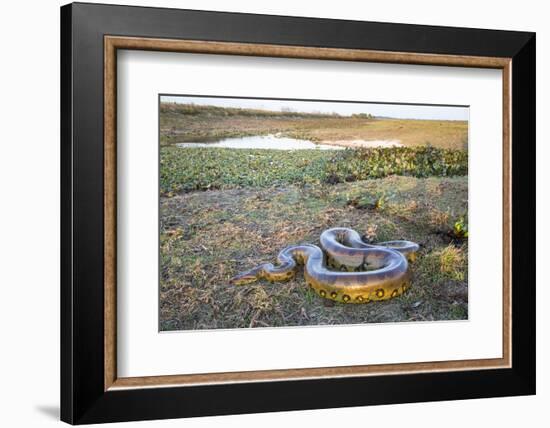 Giant Anaconda (Eunectes Murinus) Hato El Cedral, Llanos, Venezuela-Christophe Courteau-Framed Photographic Print