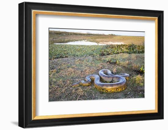 Giant Anaconda (Eunectes Murinus) Hato El Cedral, Llanos, Venezuela-Christophe Courteau-Framed Photographic Print