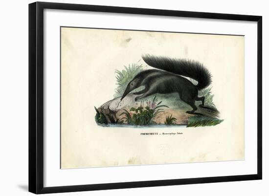 Giant Anteater, 1863-79-Raimundo Petraroja-Framed Giclee Print