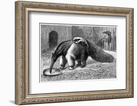 Giant Anteater And Cub, 19th Century-Science Photo Library-Framed Photographic Print