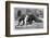 Giant Anteater And Cub, 19th Century-Science Photo Library-Framed Photographic Print